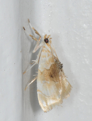 Lipocosma sicalis