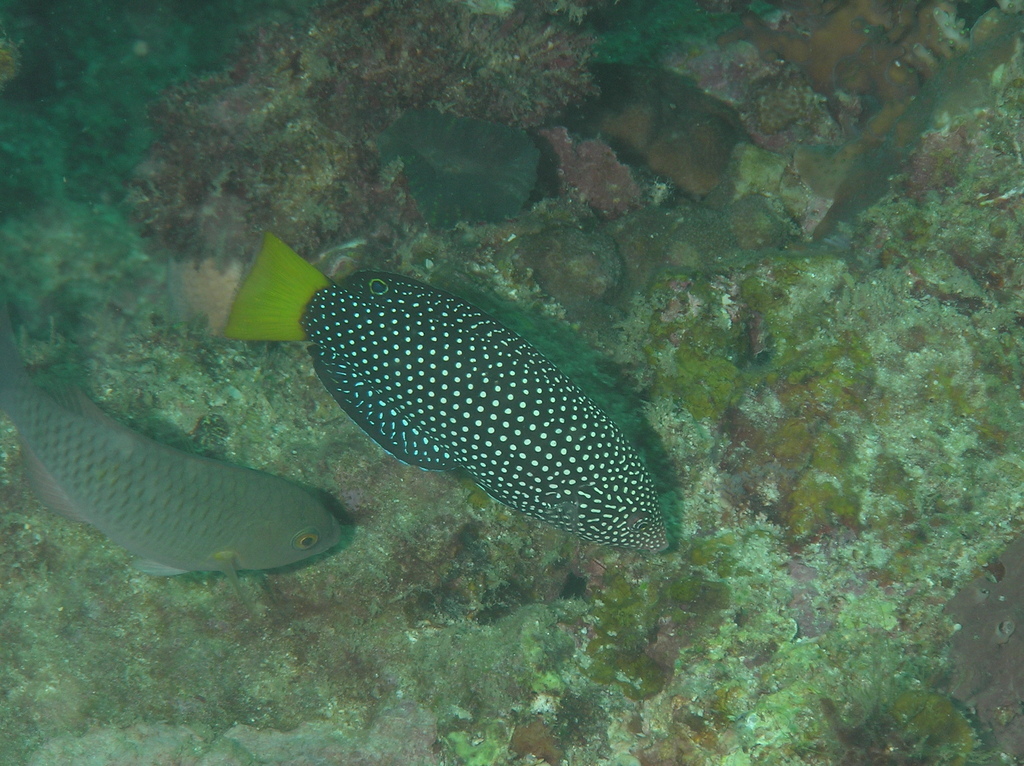 Yellowtail wrasse