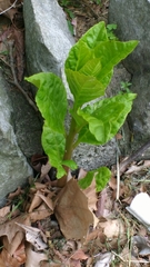 Phytolacca americana