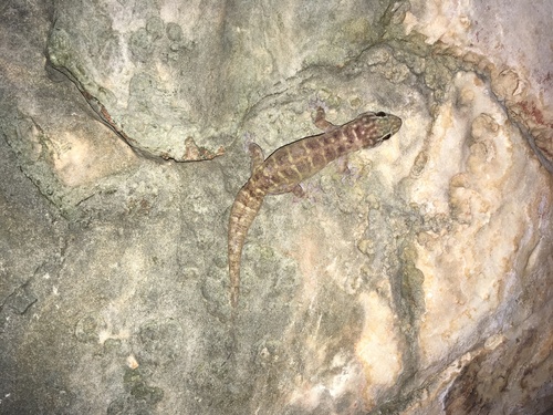 Kimberley Plateau Dtella, Gehyra occidentalis