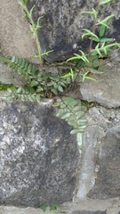 Pellaea atropurpurea