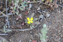 Camissoniopsis pallida