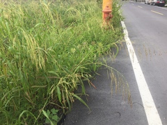 Sorghum arundinaceum