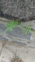 Pellaea atropurpurea