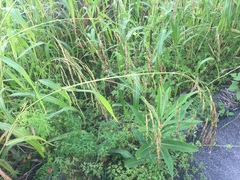 Sorghum arundinaceum