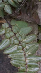 Pellaea atropurpurea