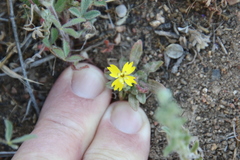 Camissoniopsis pallida