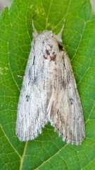 Spodoptera albula