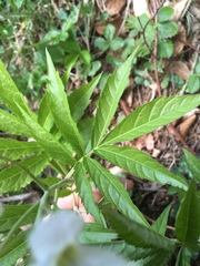 Cardamine heptaphylla