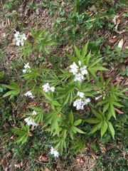 Cardamine heptaphylla