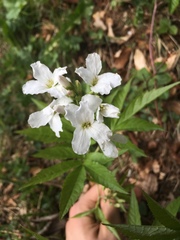 Cardamine heptaphylla