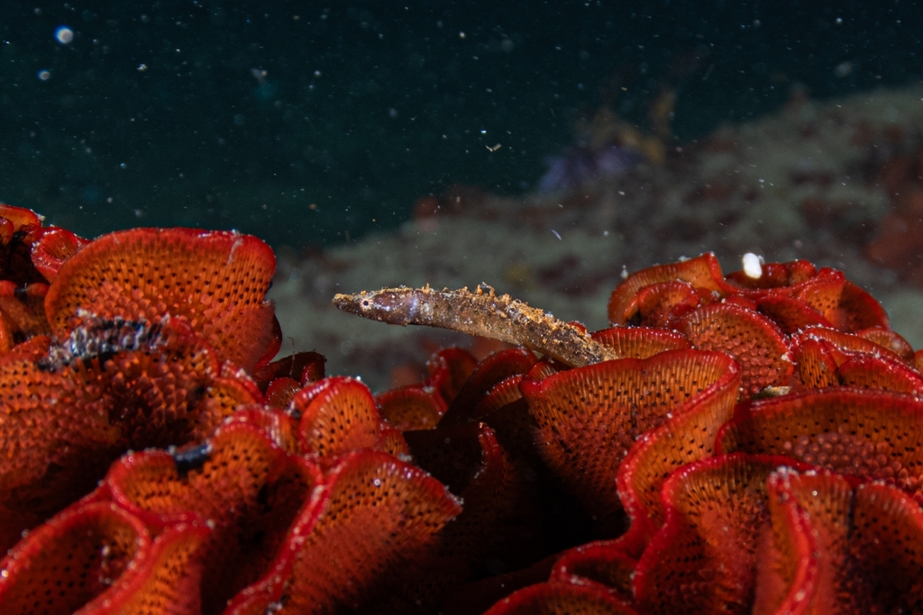 Snubnose Pipefish