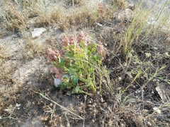 Rumex vesicarius