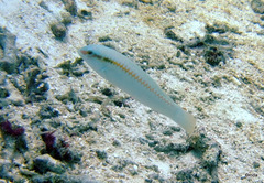 Halichoeres scapularis