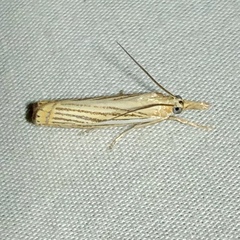 Crambus multilinellus