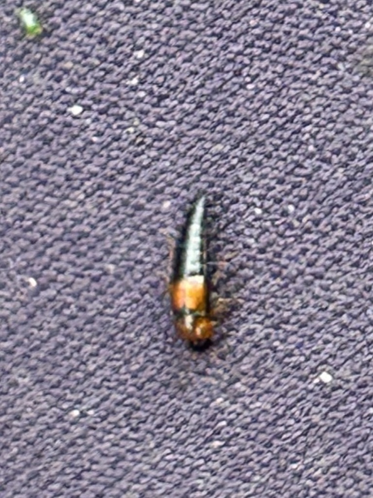 Tachyporus from Eglingham Way, Morpeth, England, GB on April 29, 2024