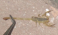 Centruroides suffusus