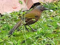 Trochalopteron peninsulae