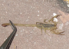 Centruroides suffusus