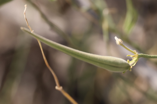 Image of Funastrum hirtellum by (c) Millie Basden, some rights reserved (CC BY)