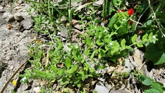 Lithospermum matamorense