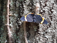 Riodina lycisca
