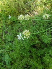 Allium canadense canadense