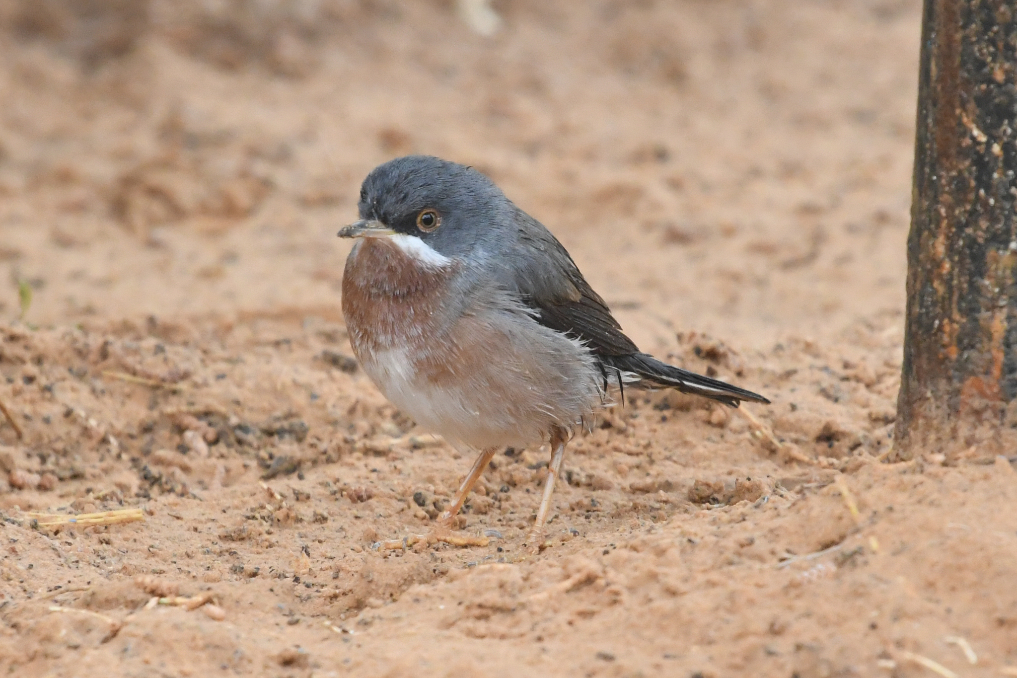 Eastern Subalpine Warbler (Curruca cantillans)