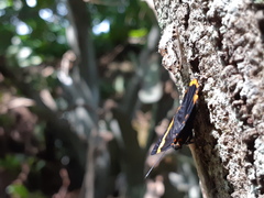 Riodina lycisca