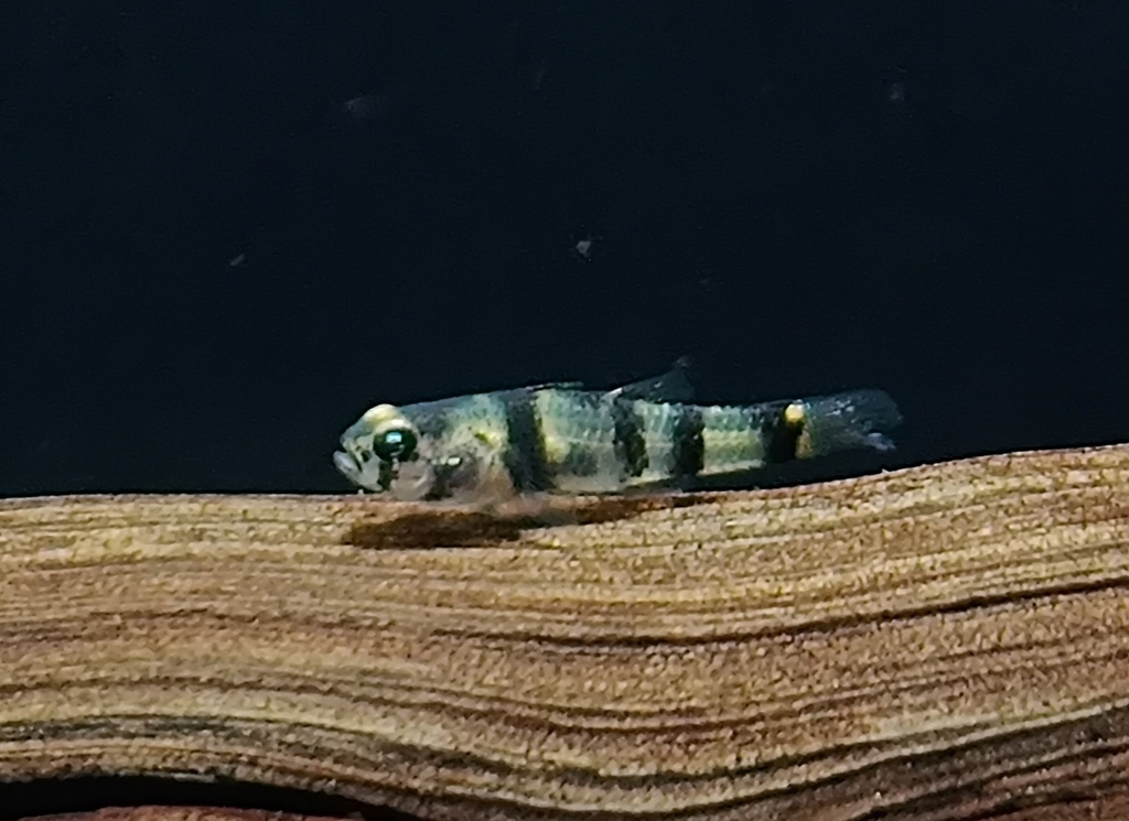 Bumblebee goby (Brachygobius nunus) — Gobiidae