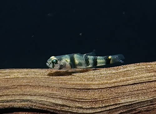 Hommelgrondel (Brachygobius nunus) — Gobiidae