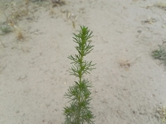 Artemisia scoparia