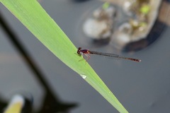 Enallagma dubium