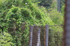 Parus minor commixtus