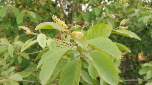 Combretum quadrangulare observed 2024-04-29