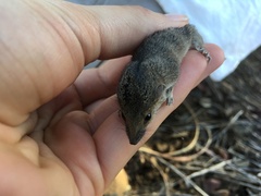 Long-Tailed Planigale photo 2