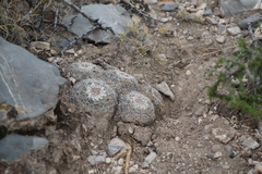 Mammillaria chionocephala