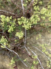 Galium nuttallii nuttallii