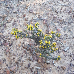 Marasmodes oligocephala
