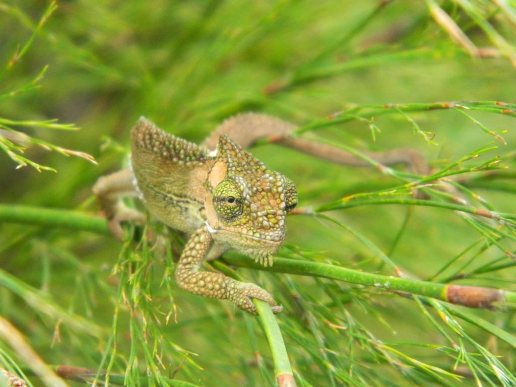 Knysna Dwarf Chameleon from Campher's Drift, George, 6529, South Africa ...