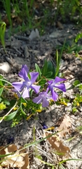 Vinca herbacea