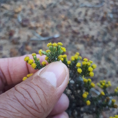 Marasmodes oligocephala