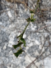 Smilax havanensis