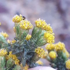 Marasmodes oligocephala