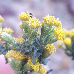 Marasmodes oligocephala