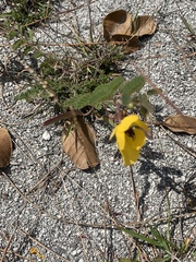 Chamaecrista lineata keyensis