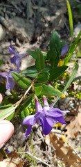 Vinca herbacea