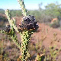 Leucadendron thymifolium