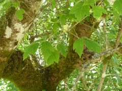 Acer negundo californicum