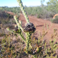 Leucadendron thymifolium